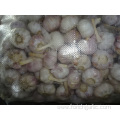 High Quality Fresh Normal White Garlic 5.0cm